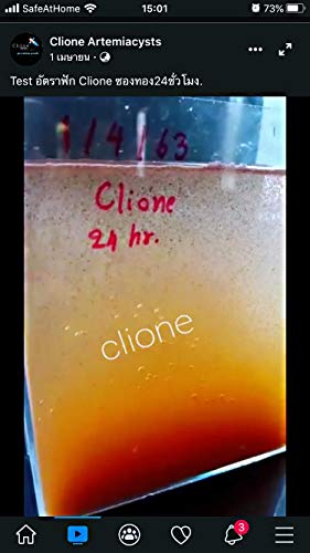 Clione SuperP1 50 g. (Premium Grade) Artemia Cysts Brine Shrimp Eggs Fish Food 95% Plus Hatch Rate in 24-32 Hour, Fresh Stock Tested, for All Tropical Fish Goldfish KOI Baby Fry Fish Guppy Betta Fish