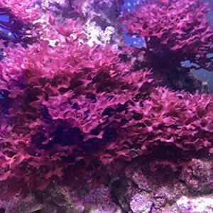 Live Saltwater Gracilaria Pom Pom Red Macro Algae 1 Inch Frag Refugium Copepods Amphipods