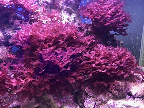 Live Saltwater Gracilaria Pom Pom Red Macro Algae 1 Inch Frag Refugium Copepods Amphipods