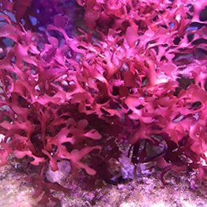 Live Saltwater Gracilaria Pom Pom Red Macro Algae 1 Inch Frag Refugium Copepods Amphipods