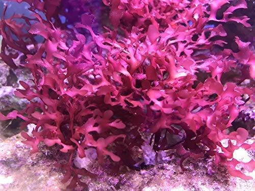 Live Saltwater Gracilaria Pom Pom Red Macro Algae 1 Inch Frag Refugium Copepods Amphipods