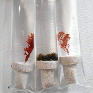 Live Saltwater Gracilaria Pom Pom Red Macro Algae 1 Inch Frag Refugium Copepods Amphipods