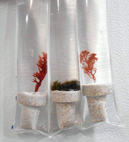 Live Saltwater Gracilaria Pom Pom Red Macro Algae 1 Inch Frag Refugium Copepods Amphipods