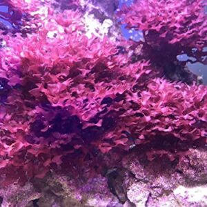 Live Saltwater Gracilaria Pom Pom Red Macro Algae 1 Inch Frag Refugium Copepods Amphipods