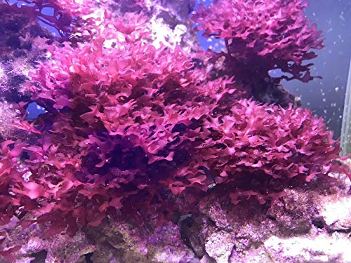 Live Saltwater Gracilaria Pom Pom Red Macro Algae 1 Inch Frag Refugium Copepods Amphipods