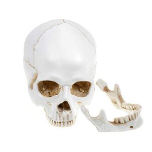 ocean aquarius large size skull model human medical anatomical adult head bone for education