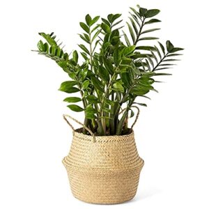 artera woven seagrass plant basket - wicker belly basket planter indoor with plastic liner and handles, natural plant pot for fiddle leaf fig tree, snake plant (medium, natural)