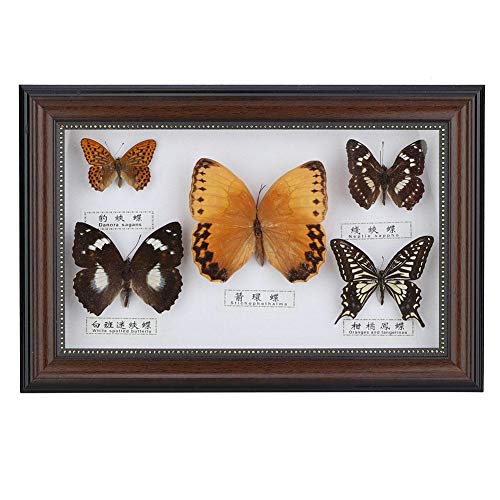 eboxer-1 Butterflies Specimen, Exquisite Butterflies Insect Specimen Crafts for Home Office Decorate Ornament Butterfly Wall Art, As a Gift for Friends and Family, 7.7 x 11.6 x 1.6 in (Black Frame)