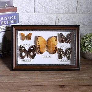 eboxer-1 Butterflies Specimen, Exquisite Butterflies Insect Specimen Crafts for Home Office Decorate Ornament Butterfly Wall Art, As a Gift for Friends and Family, 7.7 x 11.6 x 1.6 in (Black Frame)