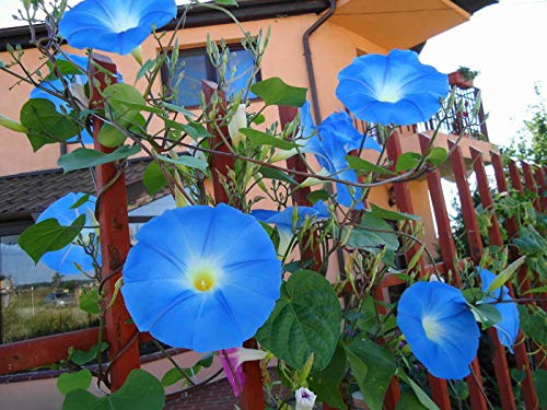 Blue Morning Glory Climbing Vine | 100 Seeds to Plant | Beautiful Flowering Vine