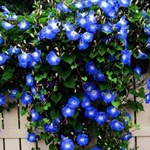 Blue Morning Glory Climbing Vine | 100 Seeds to Plant | Beautiful Flowering Vine