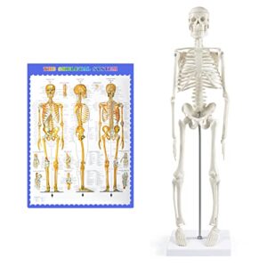 breesky human skeleton model for anatomy,17”mini human skeleton model with movable arms and legs,scientific model for study basic details of human skeletal system…