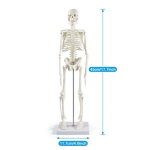 breesky Human Skeleton Model for Anatomy,17”Mini Human Skeleton Model with Movable Arms and Legs,Scientific Model for Study Basic Details of Human Skeletal System…