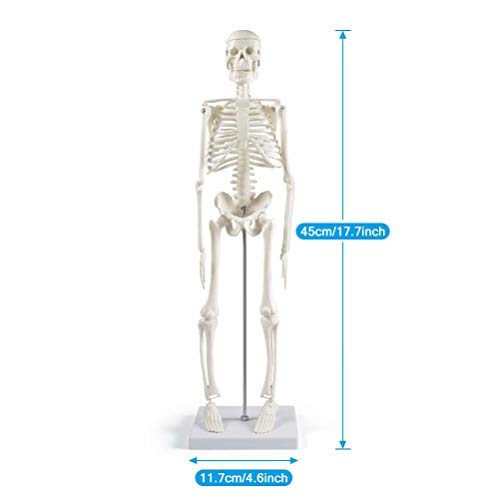 breesky Human Skeleton Model for Anatomy,17”Mini Human Skeleton Model with Movable Arms and Legs,Scientific Model for Study Basic Details of Human Skeletal System…