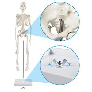 breesky Human Skeleton Model for Anatomy,17”Mini Human Skeleton Model with Movable Arms and Legs,Scientific Model for Study Basic Details of Human Skeletal System…