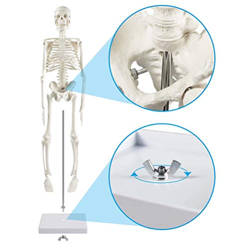 breesky Human Skeleton Model for Anatomy,17”Mini Human Skeleton Model with Movable Arms and Legs,Scientific Model for Study Basic Details of Human Skeletal System…