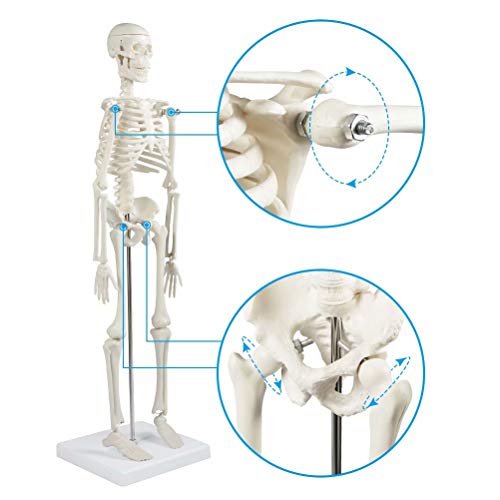 breesky Human Skeleton Model for Anatomy,17”Mini Human Skeleton Model with Movable Arms and Legs,Scientific Model for Study Basic Details of Human Skeletal System…