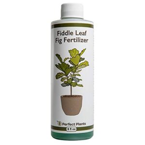 perfect plants liquid fiddle leaf fig fertilizer | 8oz. of premium concentrated indoor ficus food | get big leaves and healthy plants