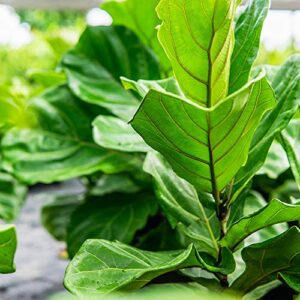 Perfect Plants Liquid Fiddle Leaf Fig Fertilizer | 8oz. of Premium Concentrated Indoor Ficus Food | Get Big Leaves and Healthy Plants