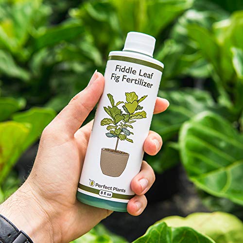 Perfect Plants Liquid Fiddle Leaf Fig Fertilizer | 8oz. of Premium Concentrated Indoor Ficus Food | Get Big Leaves and Healthy Plants