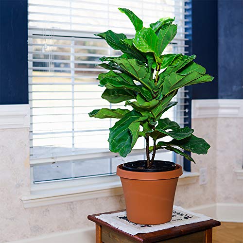 Perfect Plants Liquid Fiddle Leaf Fig Fertilizer | 8oz. of Premium Concentrated Indoor Ficus Food | Get Big Leaves and Healthy Plants