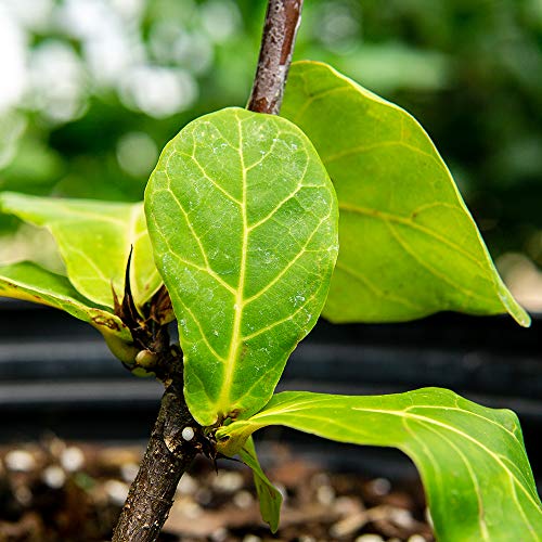 Perfect Plants Liquid Fiddle Leaf Fig Fertilizer | 8oz. of Premium Concentrated Indoor Ficus Food | Get Big Leaves and Healthy Plants