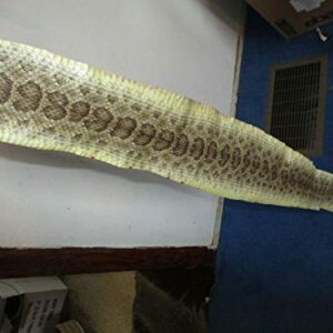 Rattlesnake Skin Prairie Rattler Hide Dry Tanned Bow Wrap Pen Blanks 44"