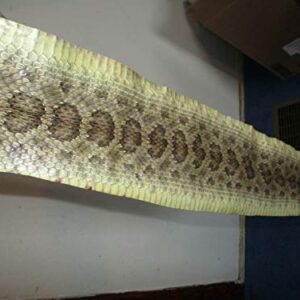 Rattlesnake Skin Prairie Rattler Hide Dry Tanned Bow Wrap Pen Blanks 44"