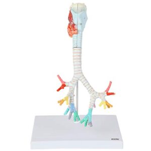 axis scientific larynx, trachea, and bronchi model