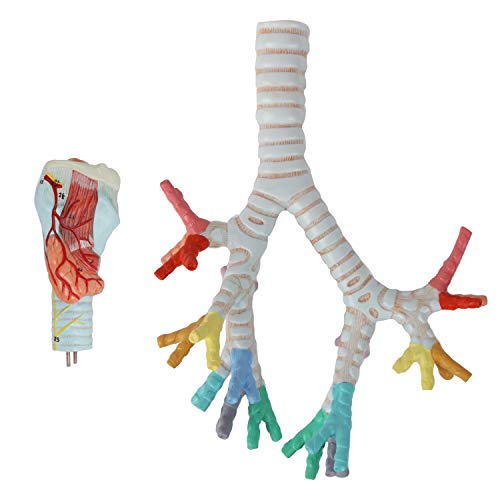 Axis Scientific Larynx, Trachea, and Bronchi Model