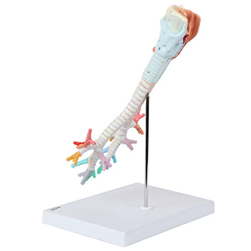 Axis Scientific Larynx, Trachea, and Bronchi Model
