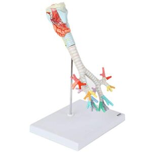 Axis Scientific Larynx, Trachea, and Bronchi Model