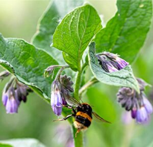 earthcare seeds true comfrey 50 seeds (symphytum officinale) non gmo, heirloom