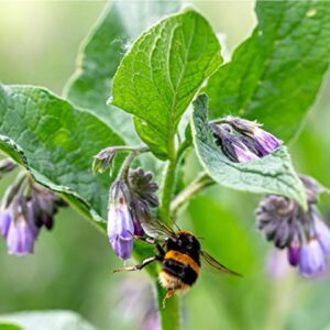 Earthcare Seeds True Comfrey 50 Seeds (Symphytum officinale) Non GMO, Heirloom