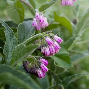 Earthcare Seeds True Comfrey 50 Seeds (Symphytum officinale) Non GMO, Heirloom