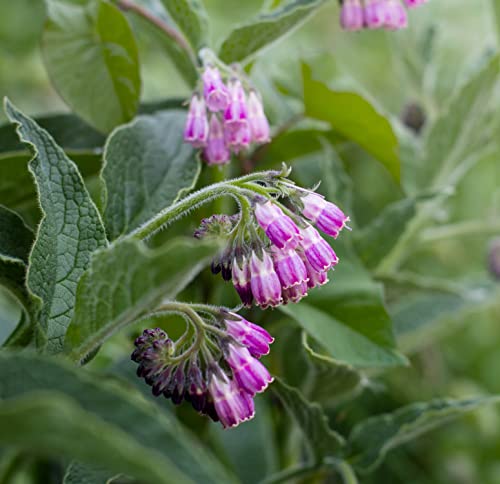 Earthcare Seeds True Comfrey 50 Seeds (Symphytum officinale) Non GMO, Heirloom