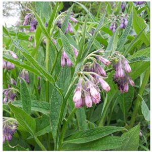 Earthcare Seeds True Comfrey 50 Seeds (Symphytum officinale) Non GMO, Heirloom