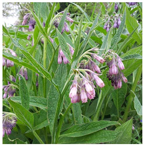 Earthcare Seeds True Comfrey 50 Seeds (Symphytum officinale) Non GMO, Heirloom