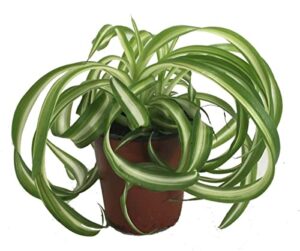 bonnie curly spider plant - easy - cleans the air - 4" pot - grown by hirt's gardens