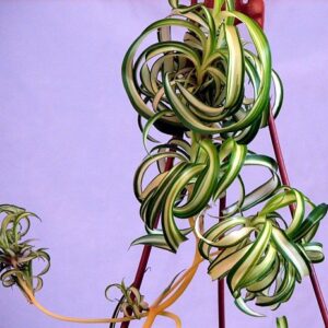 Bonnie Curly Spider Plant - Easy - Cleans the Air - 4" Pot - Grown by Hirt's Gardens