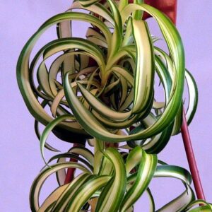 Bonnie Curly Spider Plant - Easy - Cleans the Air - 4" Pot - Grown by Hirt's Gardens