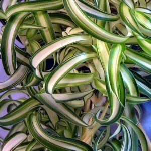 Bonnie Curly Spider Plant - Easy - Cleans the Air - 4" Pot - Grown by Hirt's Gardens