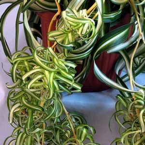 Bonnie Curly Spider Plant - Easy - Cleans the Air - 4" Pot - Grown by Hirt's Gardens