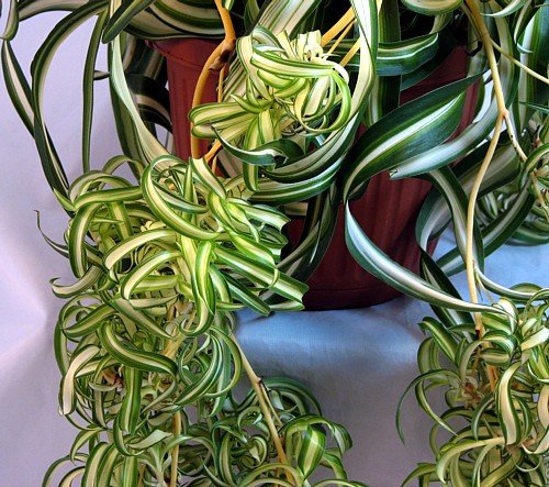 Bonnie Curly Spider Plant - Easy - Cleans the Air - 4" Pot - Grown by Hirt's Gardens