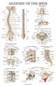 palace learning anatomy of the spine poster - laminated spinal anatomical chart - 18" x 24"
