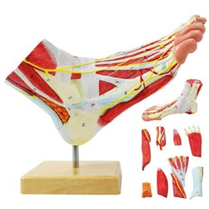 generies natural large foot anatomical model 9 parts with 81 digital signs and corresponding text descriptions,icluding bones, muscles, ligaments, nerves, and blood vessels of the human foot