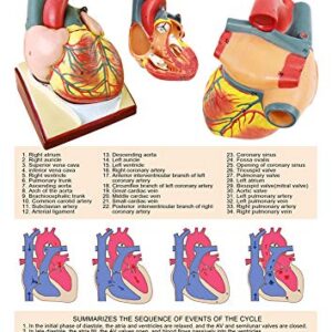 2023 Newest Design Life Size Human Heart Model,2-Parts 1:1 Anatomical Heart Model On Diaphragm and Pericardium Base,34 Anatomical Structures Teaching Science Models for Classroom and Cardiology Study