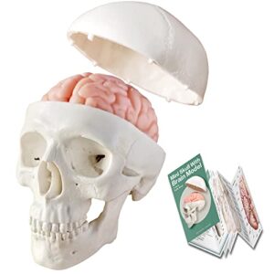 2023 new human skull model,3 part with 2-part human brain;half life size skull with brain;human head with brain for medical teaching learning, art sketch,educational display tool human anatomy
