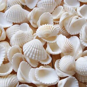 small tiny sea shells white clam bulk natural seashell for diy craft home decor vase fillers…