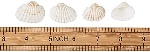 Small Tiny Sea Shells White Clam Bulk Natural Seashell for DIY Craft Home Decor Vase Fillers…